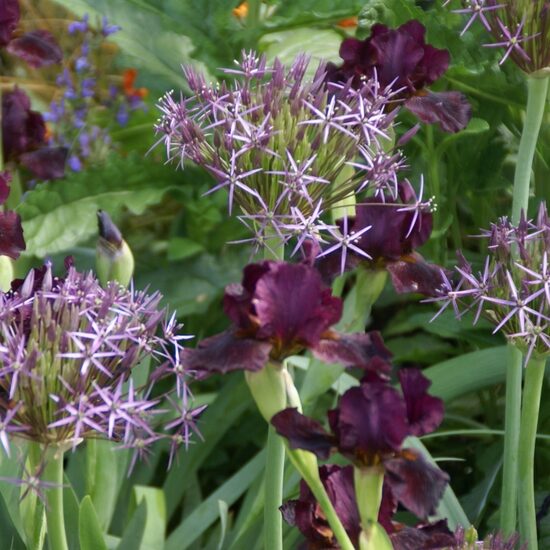 Allium christophii- dekoratīvie sīpoli (iep.5 gab)